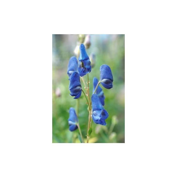 カブ 苗の人気商品 通販 価格比較 価格 Com