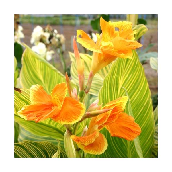 カンナ 苗の人気商品 通販 価格比較 価格 Com