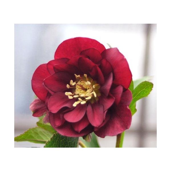 クリスマス ローズ 赤 苗の人気商品 通販 価格比較 価格 Com