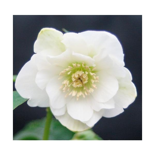 苗 クリスマスローズの人気商品 通販 価格比較 価格 Com