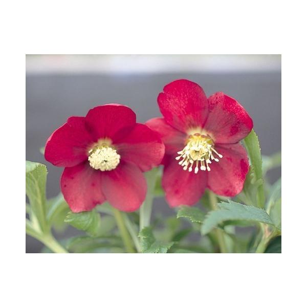 クリスマス ローズ 赤 苗の人気商品 通販 価格比較 価格 Com