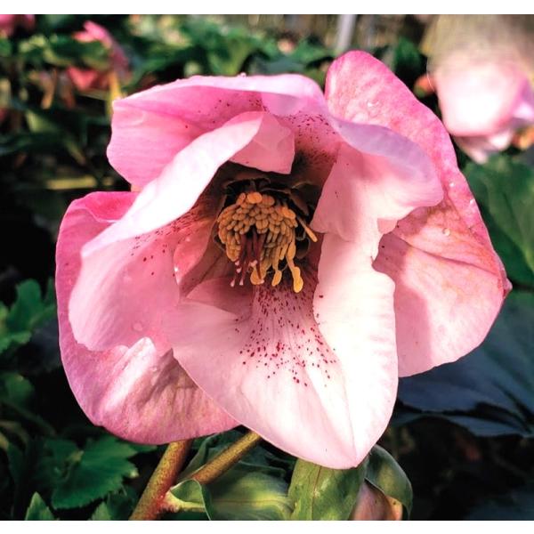 クリスマスローズ HGCスプリングプロミス 散らず桜 4.5号 クリスマスローズ HGCスプリングプロミス 散らず桜 4.5号