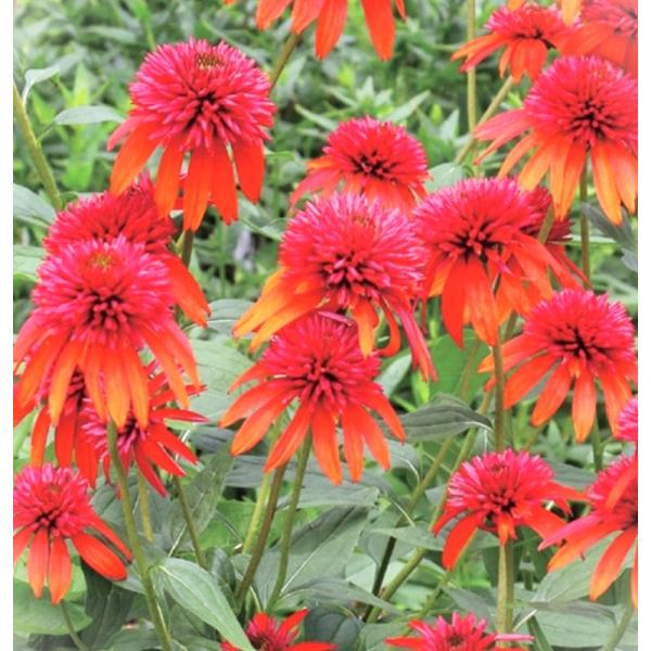 e-flower_453402