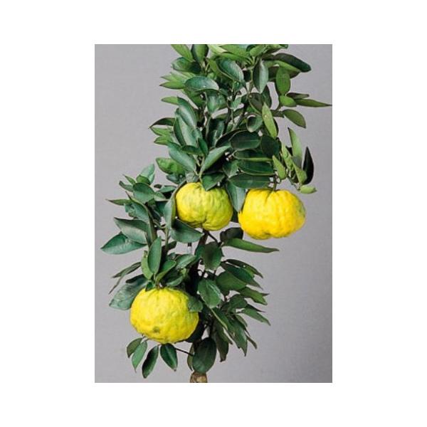 　「獅子ユズ」は、別名オニユズ。果皮には凹凸があり、果径は20cm前後。果重500g〜1kg。　果肉のまわりのスポンジは漬物やマーマレードの原料に使われます。〔　商品性状につきまして　〕　●ミカン科の常緑高木　　3〜5m位に育ちます。　●開...