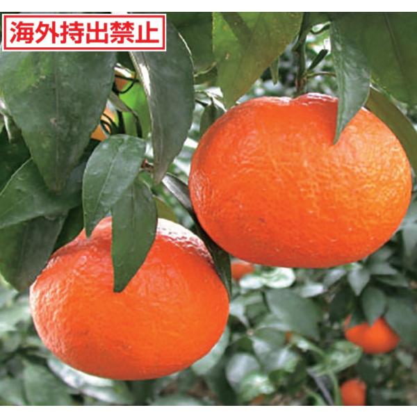 　「カンキツ　津之輝（PVP）」は、温州ミカンより大きい赤橙色の中生品種。　果重180〜250ｇ。糖度13度ぐらい。　果汁に機能性成分のΒ-クリプトキサンチンが多く含まれます。〔　商品性状につきまして　〕　●ミカン科の常緑高木　　3〜5m位...