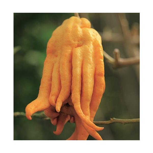 　「仏手柑」は、ヒマラヤ原産で日本には江戸時代に渡来。　果実の先端が分裂しするので「仏手柑」の名があります。　別名テブッシュカン。〔　商品性状につきまして　〕　●ミカン科の常緑高木　　3〜5m位に育ちます。　●開花期　　5月頃　●収穫期　　...