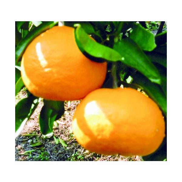 　柑橘類一番人気のミカン。ご家庭でもおいしい実が収穫出来ます。　「温州ミカン　ゆら早生」は、早生系よりも熟期の早い極早生の代表品種。　果重110ｇ前後。糖度12度内外。「宮川早生」の枝変わり品種。〔　商品性状につきまして　〕　●ミカン科の常...