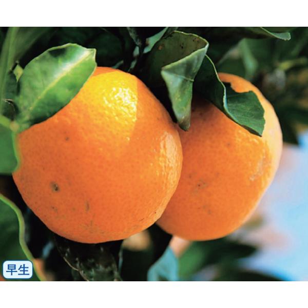 　「温州ミカン　田口早生」は、和歌山県で選抜された「興津早生」の枝変わり品種。　果重100〜120ｇ。糖度12〜13度。11月中旬に収穫できる早生品種。〔　商品性状につきまして　〕　●ミカン科の常緑高木　　3〜5m位に育ちます。　●開花期　...