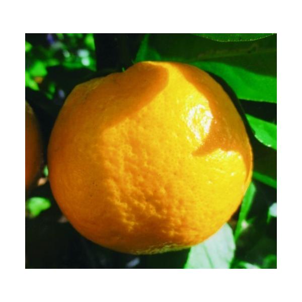 　柑橘類一番人気のミカン。ご家庭でもおいしい実が収穫出来ます。　「温州ミカン　寿太郎」は、静岡県で選抜された「青島温州」の枝変わり。　12月に成熟し、貯蔵して2〜3月に多く出荷されるもっとも甘い晩生品種。　果重100〜120g。糖度12度以...