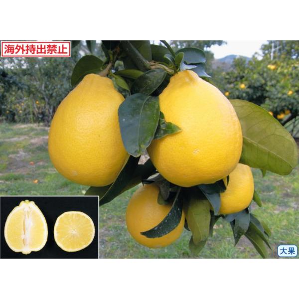 　「レモン　璃の香」は、9月から収穫できる早生の大果品種。　重200g前後。タネは少なめ。　成木になるとトゲもほとんどなく、そうか病に耐病性があります。〔　商品性状につきまして　〕　●ミカン科の常緑低木　　2〜3m位に育ちます。　●開花期　...