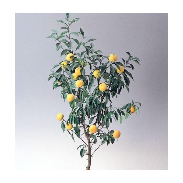 　「大実ユズ　木頭系」は、徳島県那賀町木頭地区で栽培される大実品種。　果汁が多く、香りも強く、豊産性。果重130ｇ前後。〔　商品性状につきまして　〕　●ミカン科の常緑高木　　3〜5m位に育ちます。　●開花期　　5月頃　●収穫期　　10〜12...