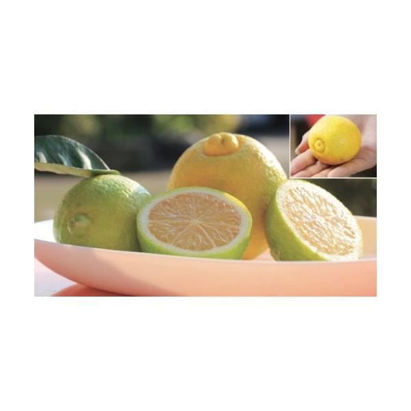 　「レモンカボス　ゆうか」は、レモンと同じ形のカボス。　たねがなく、トゲも少なく、黄色に成熟します。　耐寒性がユズと同じぐらい強いので寒地でも栽培できます。　果重30〜100g。〔　商品性状につきまして　〕　●ミカン科の常緑高木　　2〜3m...