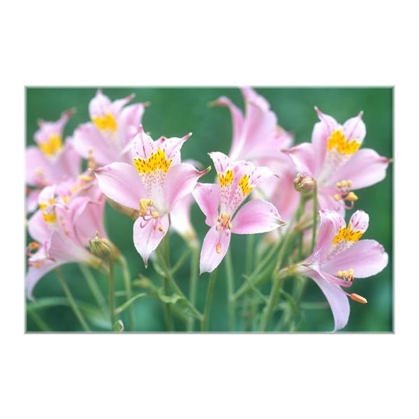 すべての花の画像 Hd限定アルストロメリア 球根