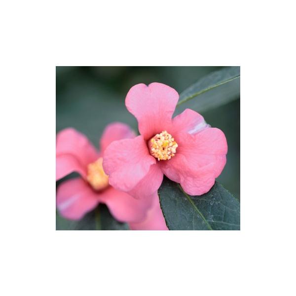 侘助 盆栽 植木の人気商品 通販 価格比較 価格 Com