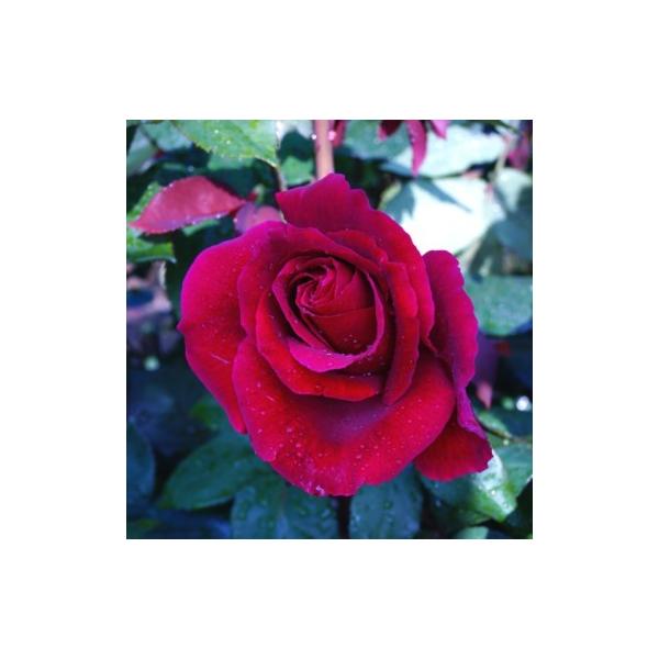 黒 バラ 苗の人気商品 通販 価格比較 価格 Com