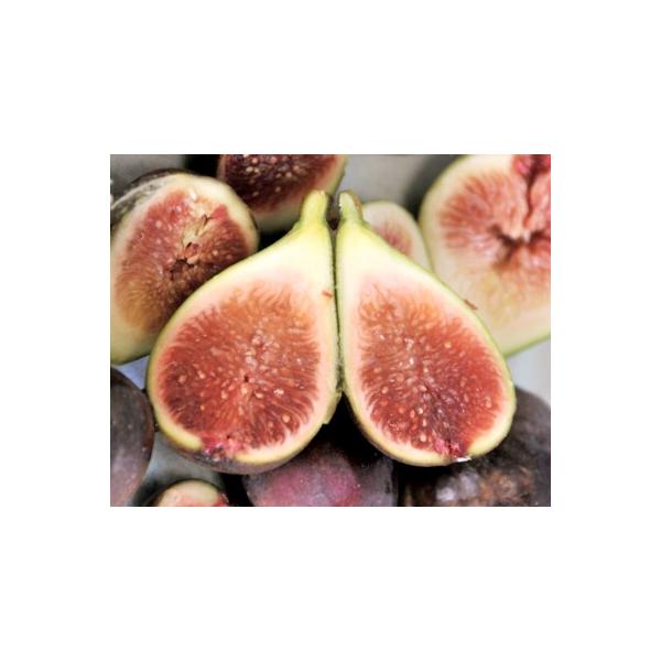 苗 イチジクの人気商品 通販 価格比較 価格 Com