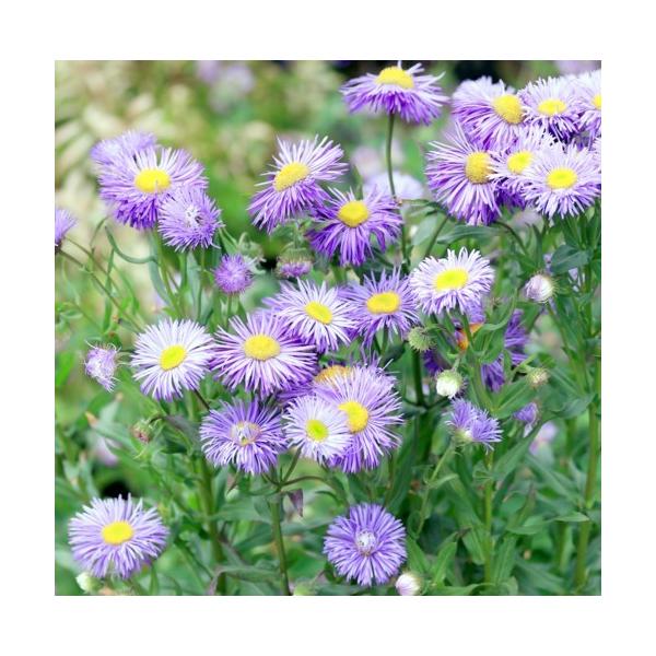 苗 エリゲロンの人気商品 通販 価格比較 価格 Com