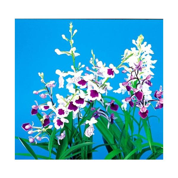 球根 ウチョウラン 球根の人気商品 通販 価格比較 価格 Com