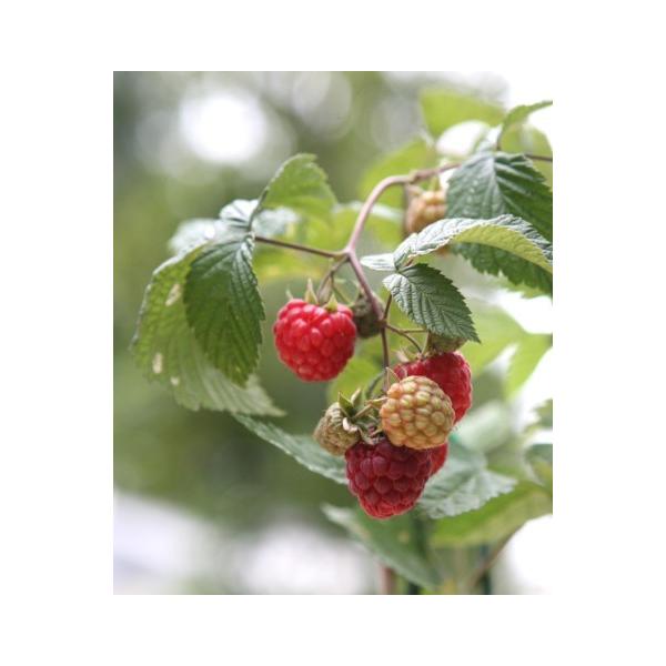 ラズベリー 盆栽 植木の人気商品 通販 価格比較 価格 Com