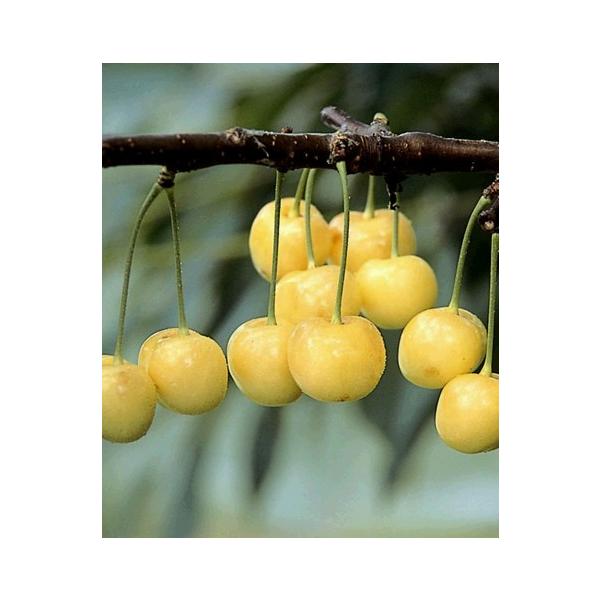 サクランボ 盆栽の人気商品 通販 価格比較 価格 Com