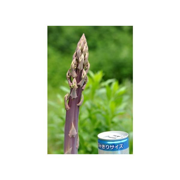 アスパラガス 苗の人気商品 通販 価格比較 価格 Com