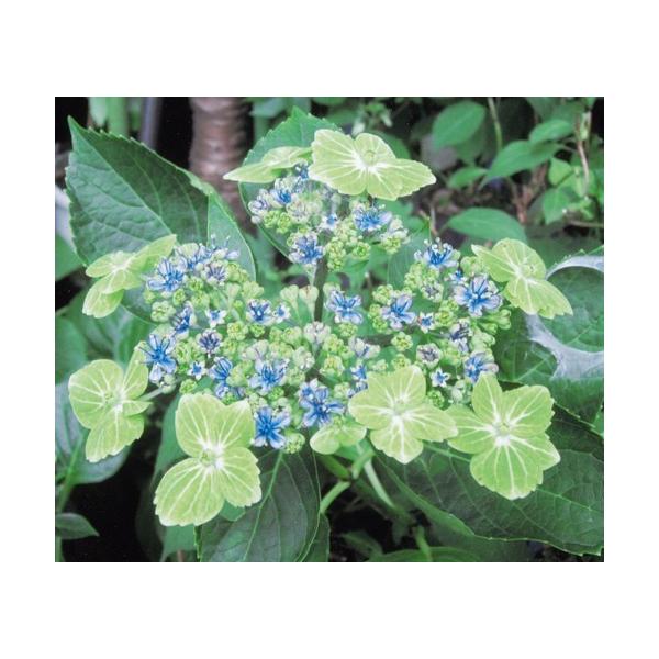 アジサイ 緑 苗の人気商品 通販 価格比較 価格 Com