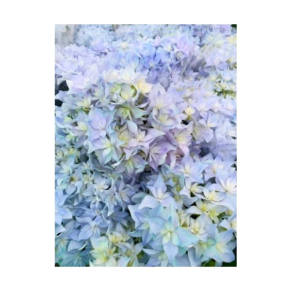 アジサイ ポット 苗の人気商品 通販 価格比較 価格 Com