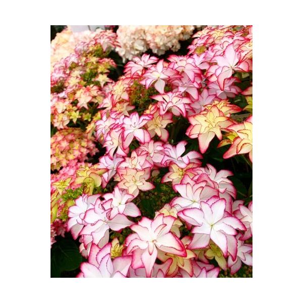 アジサイ ポット 苗の人気商品 通販 価格比較 価格 Com