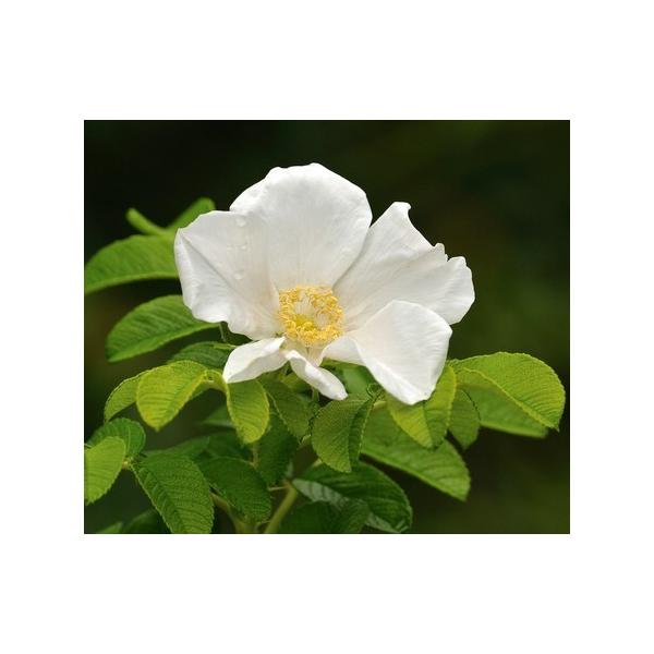 白 ナス 苗の人気商品 通販 価格比較 価格 Com