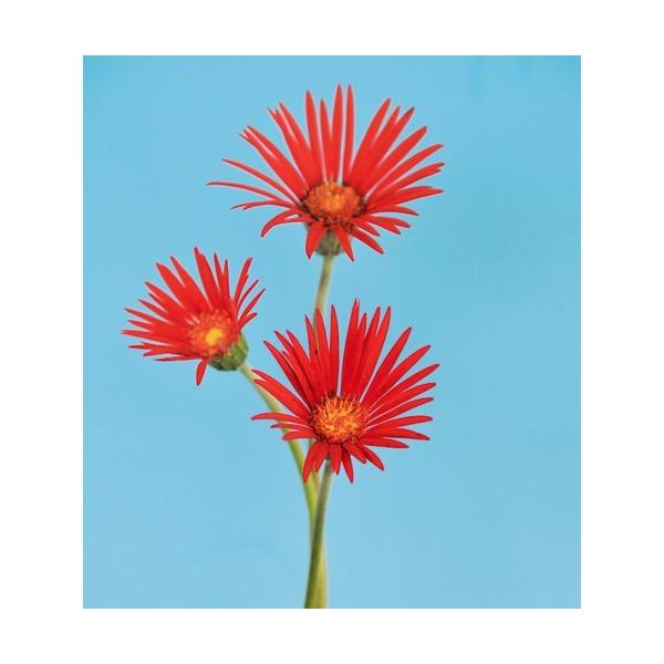 ガーベラ 苗の人気商品 通販 価格比較 価格 Com