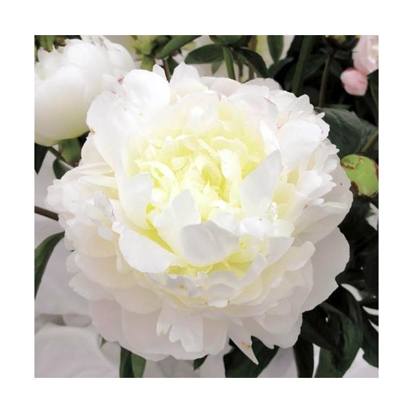 苗 芍薬の人気商品 通販 価格比較 価格 Com