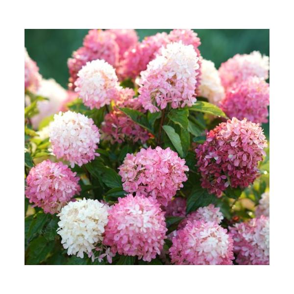 苗 ノリウツギの人気商品 通販 価格比較 価格 Com