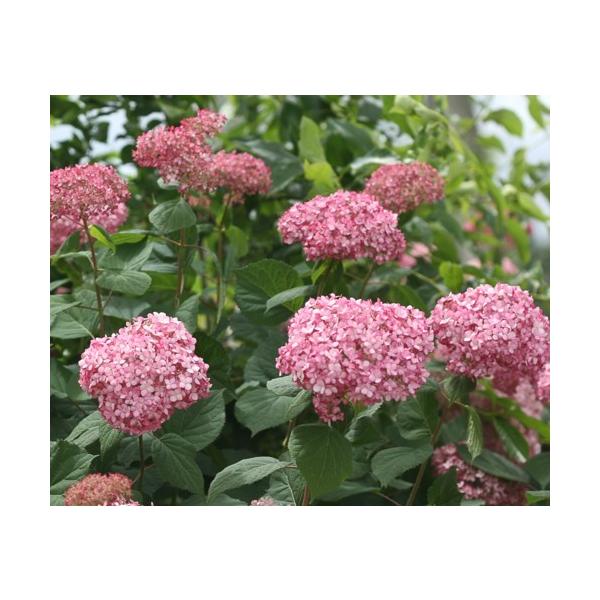 アナベル ピンク アジサイ 苗の人気商品 通販 価格比較 価格 Com