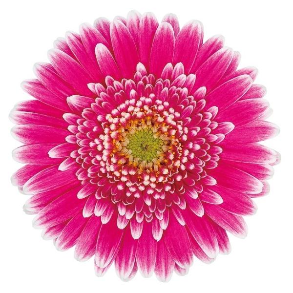 苗 ガーベラ 苗の人気商品 通販 価格比較 価格 Com