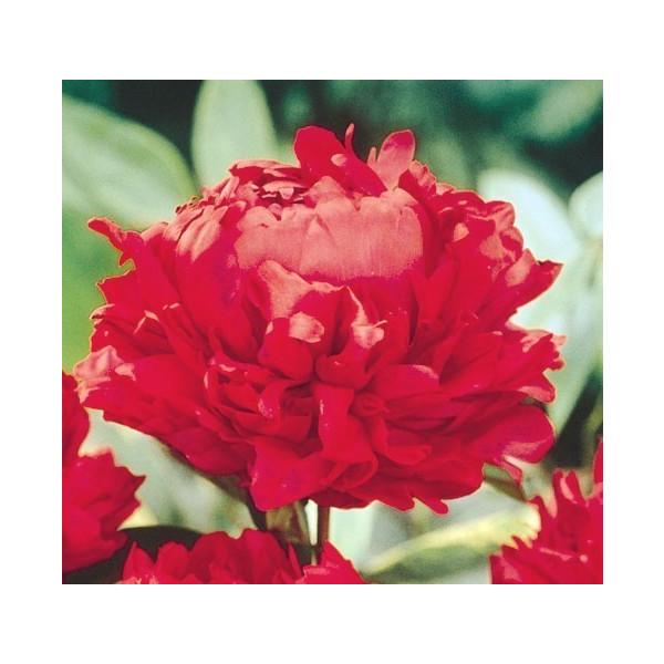 マジック 苗の人気商品 通販 価格比較 価格 Com