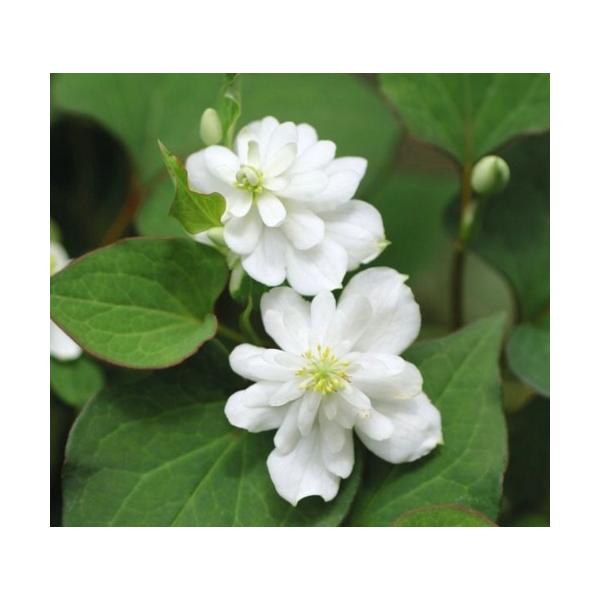 八重ドクダミ ポット苗 １株 入荷予定 22年10月下旬頃 G2tnbbsxom 花 ガーデニング Phoenix Ge