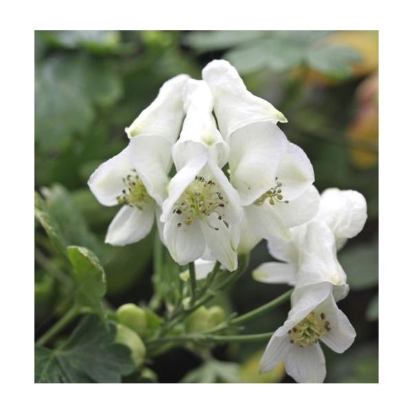 カブ 苗 Diy 工具の人気商品 通販 価格比較 価格 Com