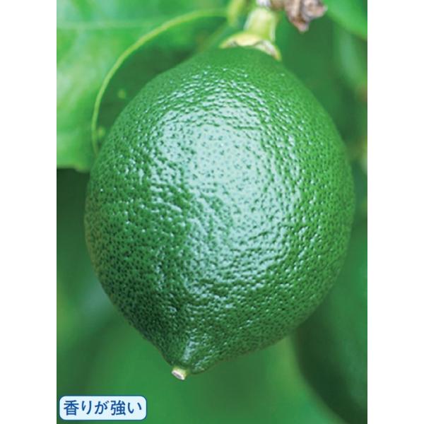 　「瀬戸内レモン」は、広島県で栽培される実とり用レモン。9月下旬にグリーンレモン、12月ごろ黄色い果実が収穫できます。果重120〜160g。〔　商品性状につきまして　〕　●ミカン科の常緑低木　　2〜3m位に育ちます。　●開花期　　5〜6月頃...