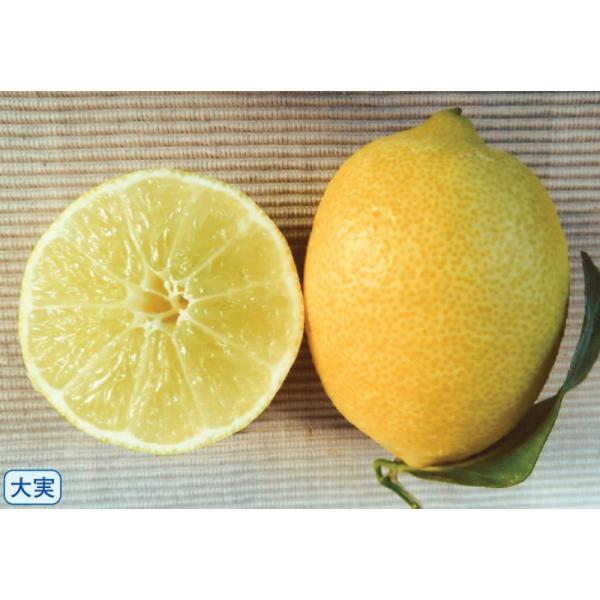 　「選抜タヒチアンライム」は、メキシカンライムより実が大きく、種子が少ない大実品種。果重90〜120g。レモンと同程度の耐寒性があります。〔　商品性状につきまして　〕　●ミカン科の常緑低木　　80〜120cm位に育ちます。　●開花期　　5〜...