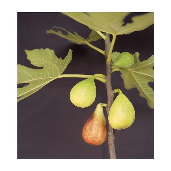 　「イチジク　バナナクイーン」は、果皮が黄色で果形がバナナに似ているフランス原産の大果品種。夏果は果重250g前後。糖度16〜17度。秋果は果重100g前後。糖度25度ぐらい。 〔　商品性状につきまして　〕　●クワの落葉高木　　3〜5mくら...
