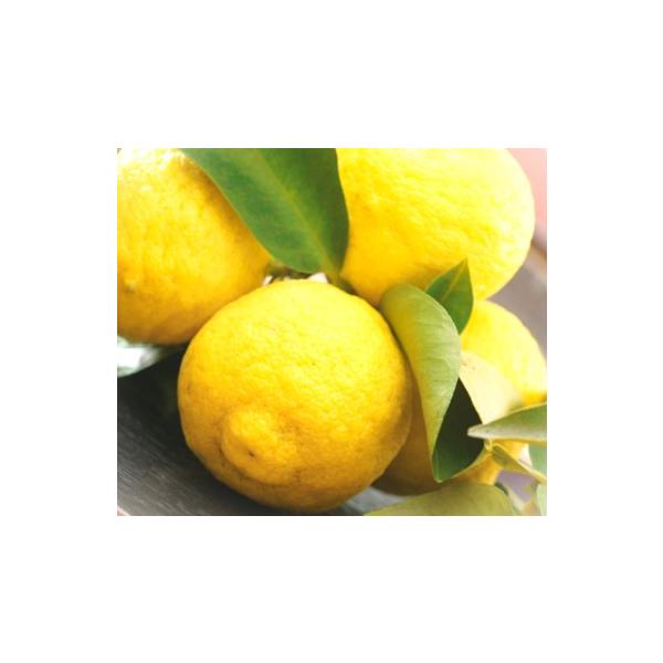 　「大実ユズ　海野系」は、徳島県の海野氏の農園で発見された優良品種。果重80〜100g。きわめて豊産性で、若木のうちから実をつけます。〔　商品性状につきまして　〕　●ミカン科の常緑高木　　3〜5m位に育ちます。　●開花期　　5月頃　●収穫期...