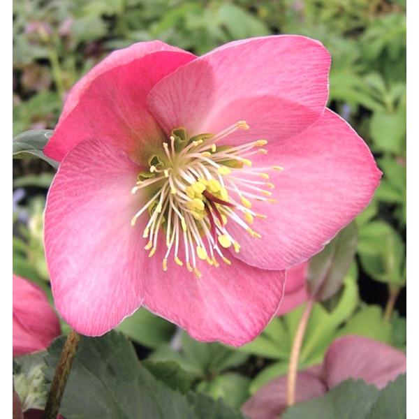 クリスマスローズ ストロベリームーン（PVP） 3号メリクロンポット苗 1