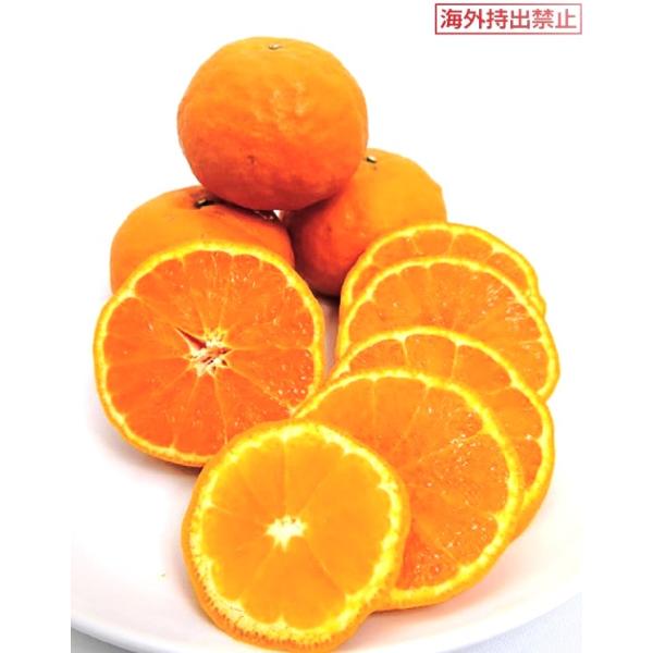 　「カンキツ　あすみ（PVP）」は、「はるみ」の交配種。　機能性成分のB-クリプトキサンチンを多く含み、オレンジの香りがある中生品種。　果重150g。糖度は温州ミカンより高く、15度ぐらい。〔　商品性状につきまして　〕　●ミカン科の常緑高木...