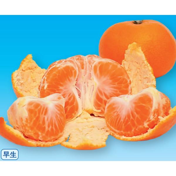 　柑橘類一番人気のミカン。ご家庭でもおいしい実が収穫出来ます。　「温州ミカン　興津早生」は、静岡県で「宮川早生」を交配して作出された早生品種。　果重100〜120ｇ。糖度10〜11度。11月上旬ごろに収穫できます。〔　商品性状につきまして　...