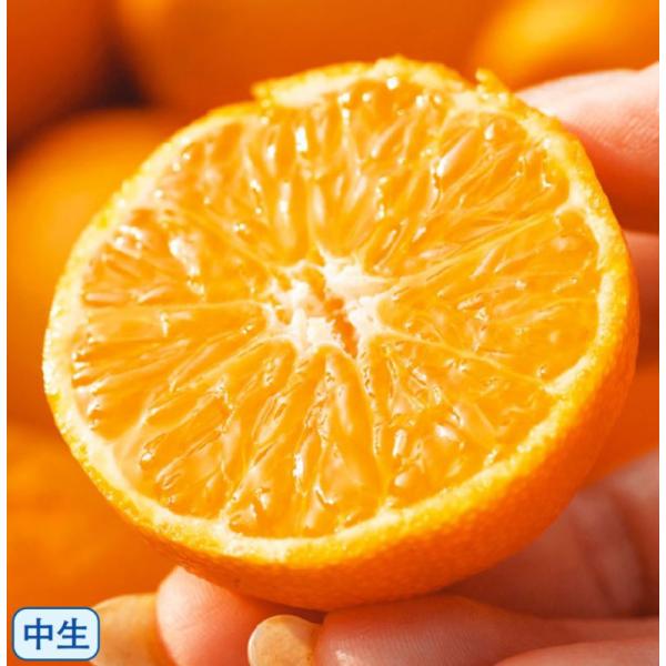 　柑橘類一番人気のミカン。ご家庭でもおいしい実が収穫出来ます。　「温州ミカン　大津4号」は、「十万温州」の実生品種。　果実は扁平で、大きくなり、11月下旬〜12月上旬に成熟します。　果重120〜140g。糖度11〜12度。〔　商品性状につき...