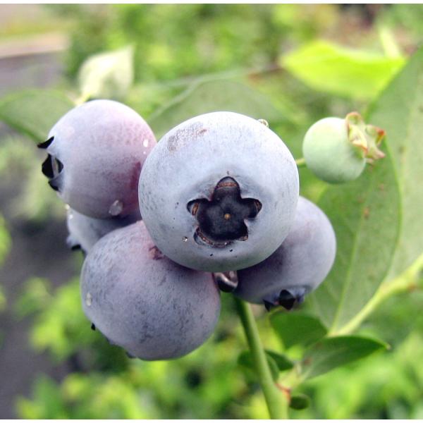 【大特価！】ブルーベリー　サザンリベイル　接木5号　1本（当店販売価格4,100円のところ、1,300円にて）