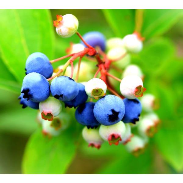 ブルーベリー苗木　　1メートル15センチ　蝦夷山葡萄一本セット ブルーベリー苗木 1メートル15センチ 蝦夷山葡萄一本セット