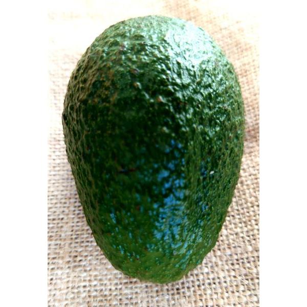 アボカド　穂木　ウインターメキシカン アボカド 穂木 ウインターメキシカン ウィンターメキシカン（A