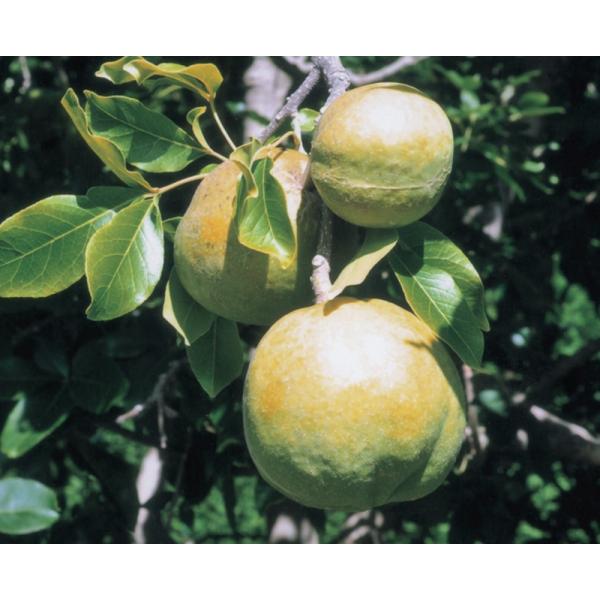 ホワイトサポテ セッパー（R）ルーク5号の育て方と魅力