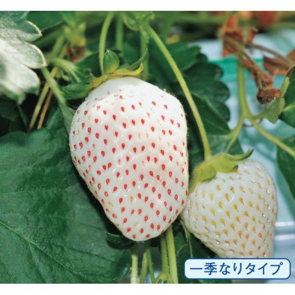 イチゴ フラミンゴ ポット苗 3株（在庫セール） : e-フラワー - 通販